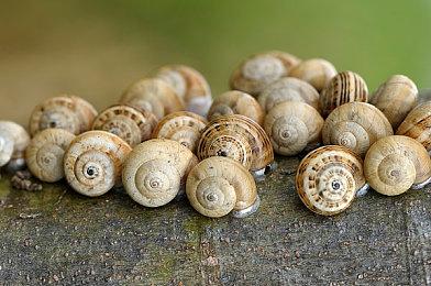 爆料称索尼扣住多款游戏大作情报未在发布会中公布